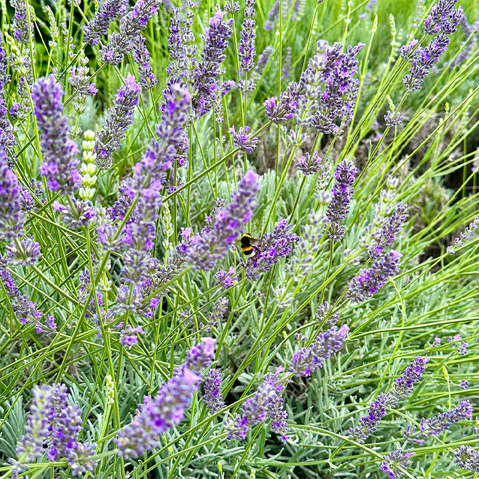 Home - Default agricoltura sostenibile Sannio svg+xml;charset=utf