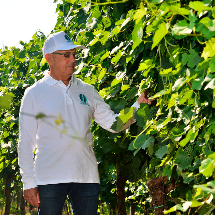 Home - Default agricoltura sostenibile Sannio svg+xml;charset=utf